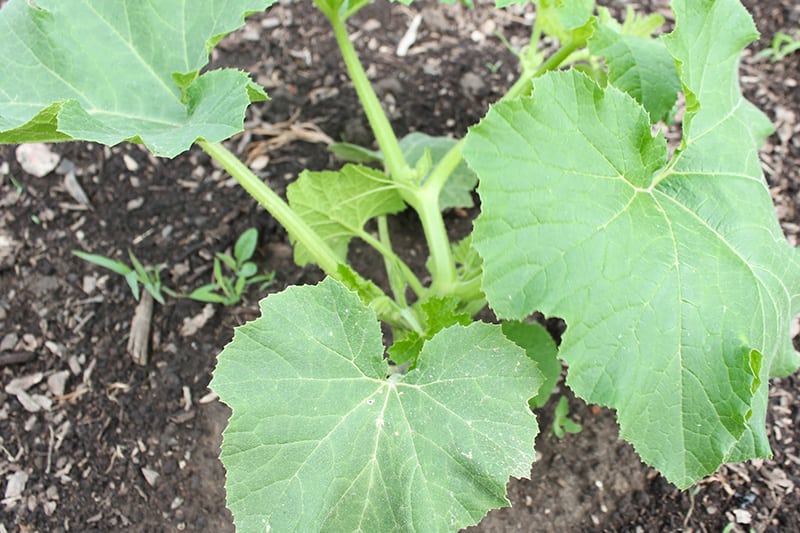 Pumpkin growing stages: Young pumpkin plants just starting out.