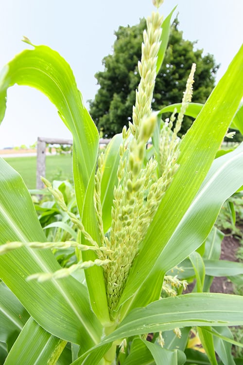 Healthy Corn Plants
