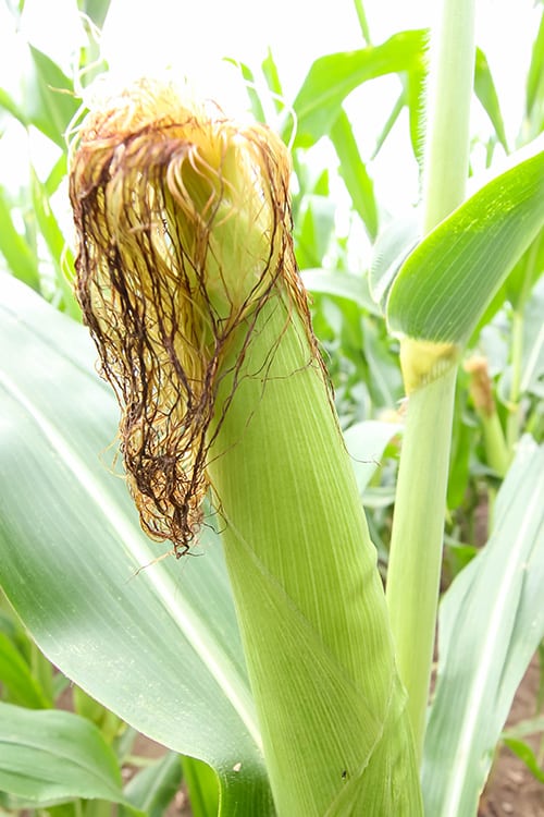 Growing Ear of Corn