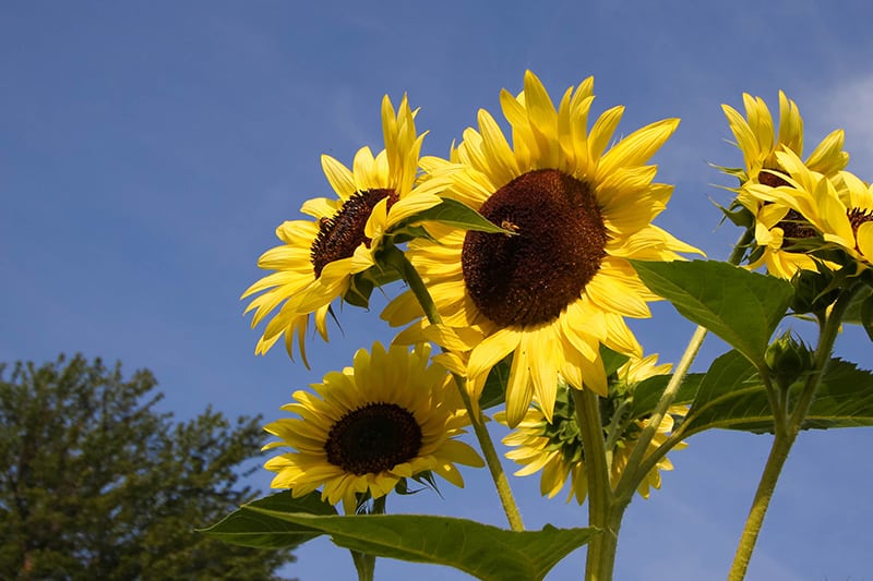 Sunflowers have become an essential part of our garden every year and we've learned a few methods for making them super easy to grow successfully. Here are our tips for how to grow sunflowers!