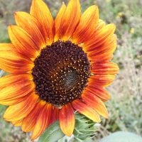 How to Plant Sunflower Seeds