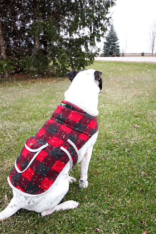 Winter Coats for Dogs - The snow started falling on Chuckers