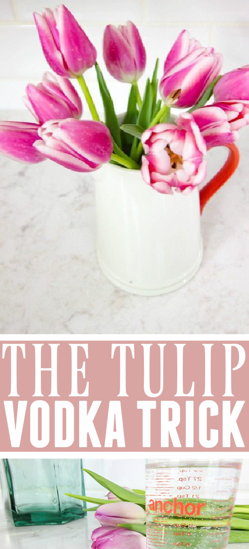 Out in the garden or a bouquet in your home, nothing better announces the arrival of spring like freshly blooming tulips!   Give your indoor bouquets that springy feeling for longer with this little trick to prevent drooping flowers.