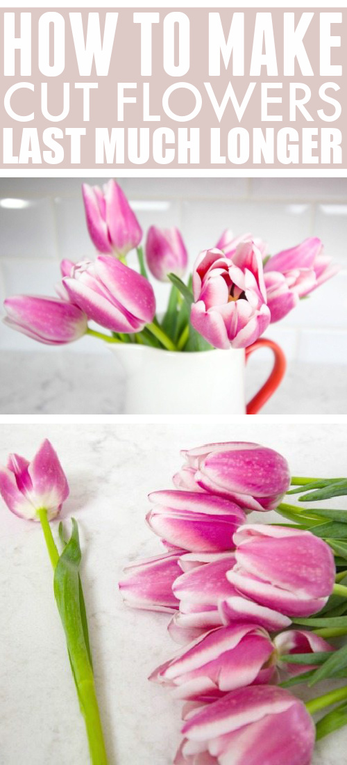 It's always so nice to have fresh flowers in the house but they never last quite as long as we wish they would. Luckily, there are some really effective things you can do to make a significant difference and make your cut flowers last longer than they usually do. Today I'm sharing some of my very favourite tricks!