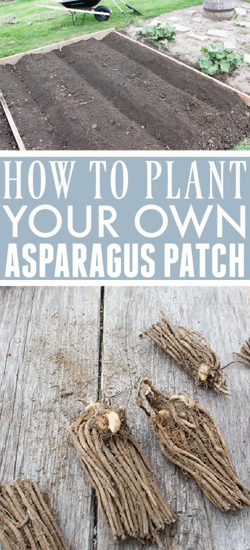Asparagus is a great addition to any backyard garden. Once you get it established it will continue to provide for you every spring with very little effort required to keep it happy and healthy. Read on for more details on how you can plant asparagus in your garden!