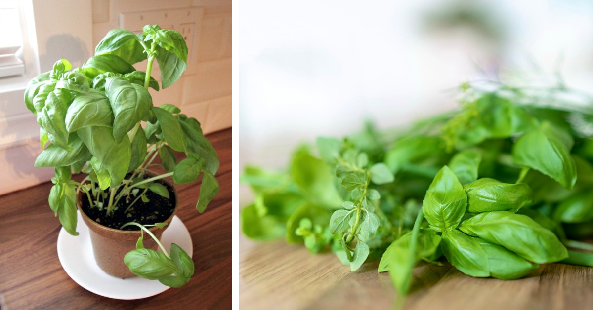 Instructions for harvesting basil without killing the plant