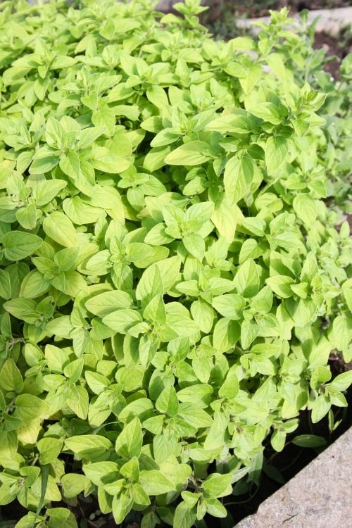 If you love the idea of herb garden that you can plant once and enjoy over and over again for years to come, then perennial herbs are for you! Here's how to grow a perennial herb garden, and which herbs to choose.