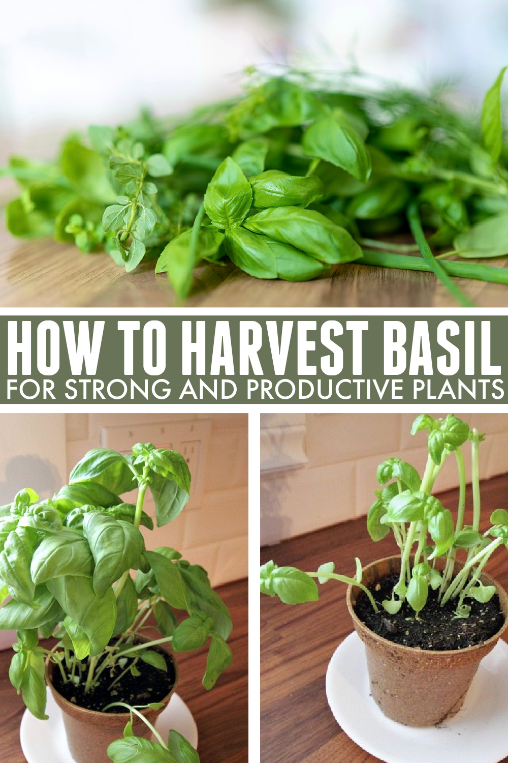 Harvesting Basil Leaves