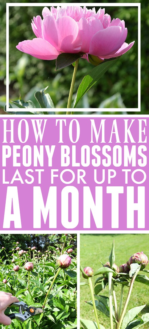 Extend peony blossom season with this simple trick to make peonies last longer.  You'll be able to enjoy your peonies blossoms for up to a month.