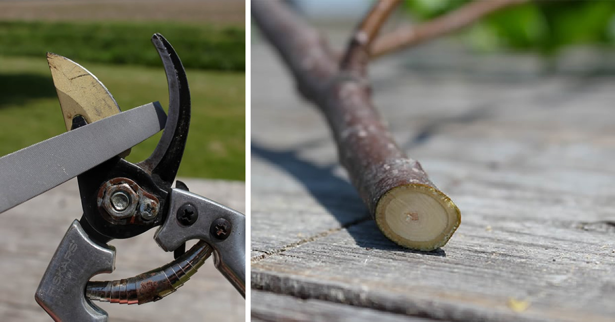 How to Sharpen Hedge Clippers and Pruning Shears - The Creek Line House