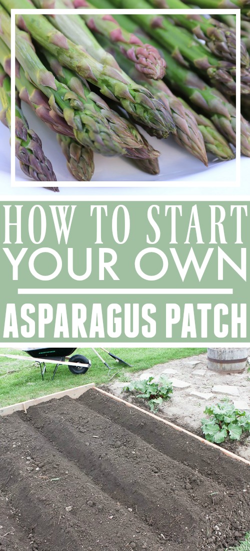 Asparagus is a great addition to any backyard garden. Once you get it established it will continue to provide for you every spring with very little effort required to keep it happy and healthy. Read on for more details on how you can plant asparagus in your garden!