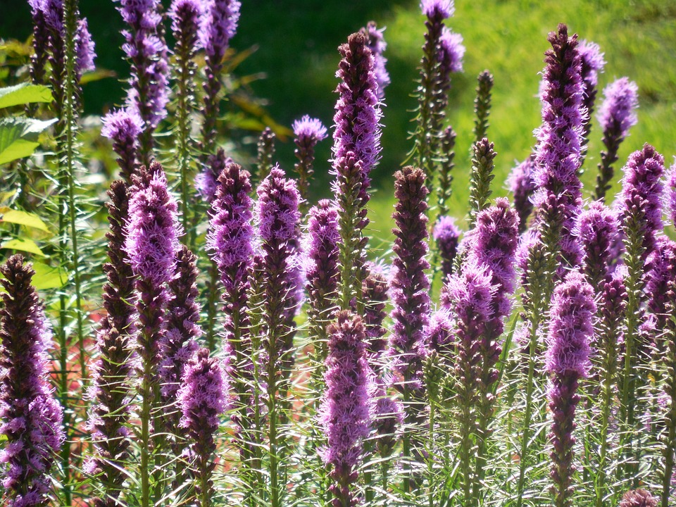 Whether you're new to gardening, or just want to set up fuss-free landscaping around your home, this list of the easiest plants to grow in your garden will set you in the right direction!