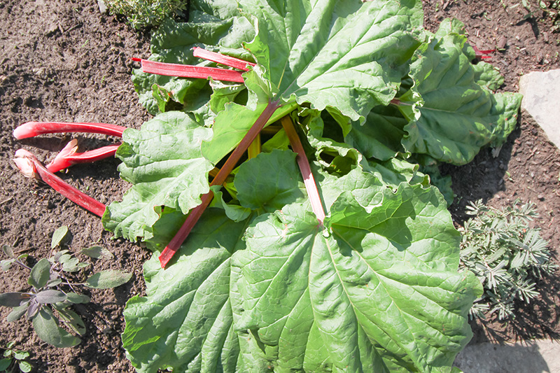 If you have an abundance of rhubarb in your garden, but don't think you'll manage to use it all up during the rhubarb season, make sure you don't let it go to waste! Here's how to freeze rhubarb.