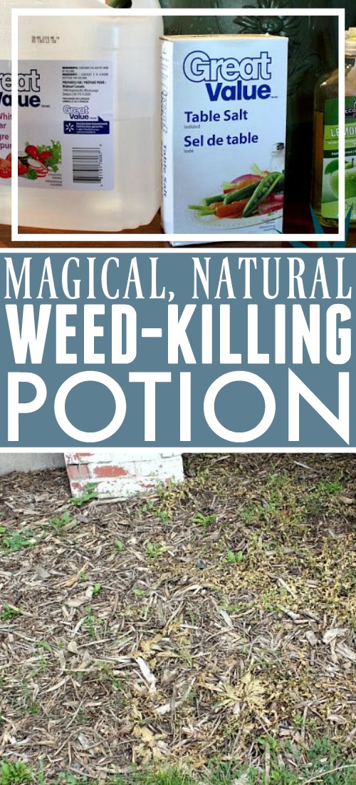 This natural weed killer recipe is perfect for killing bindweed and other pesky weeds in your flower beds and requires just three common ingredients.