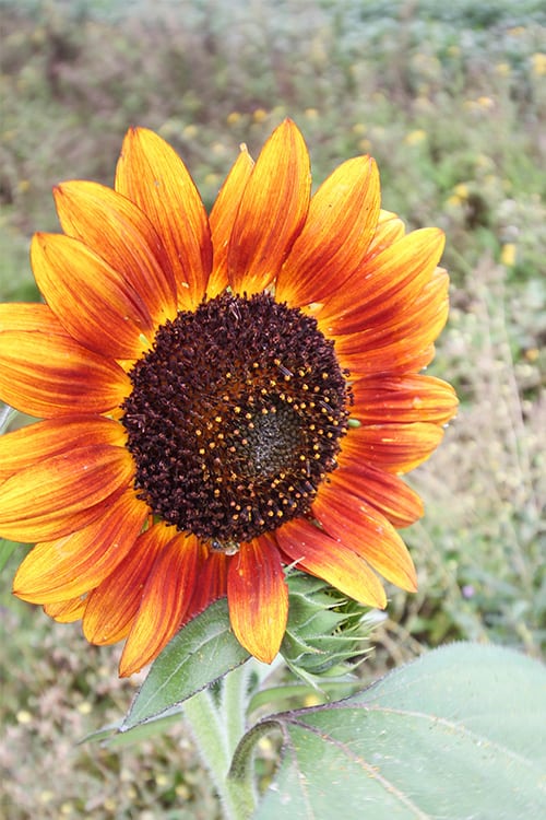 Smoothie garden- Sunflowers