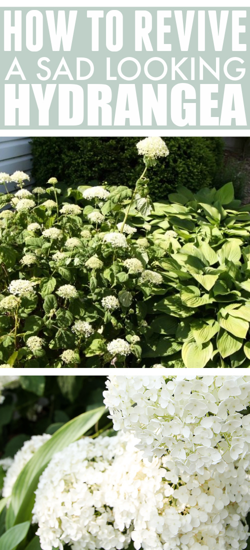 Dying hydrangea plants can ruin the look of your beautiful flower gardens. Find out how to revive hydrangeas with this simple trick!