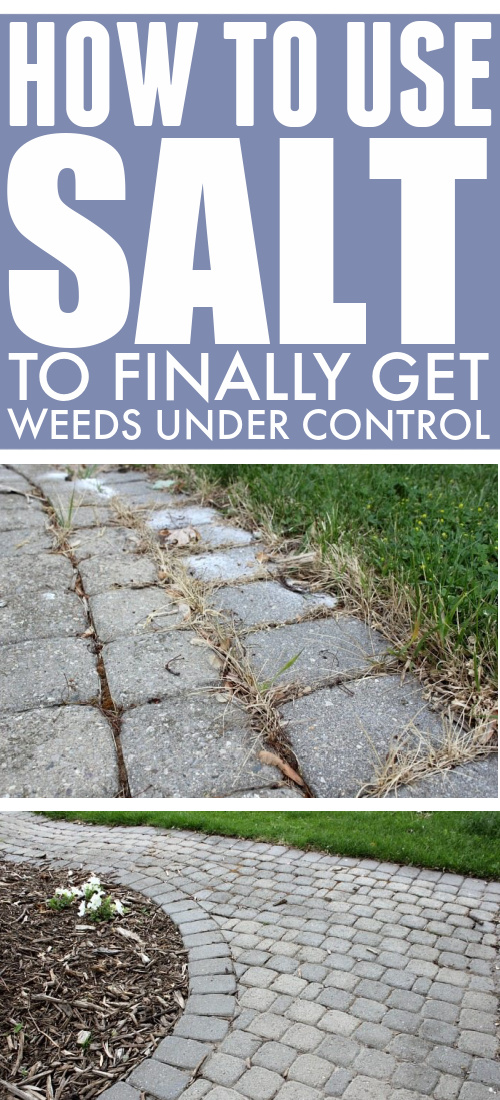 Did you know that you can effectively use salt to kill weeds?  These tips will help you do it properly and with amazing results!