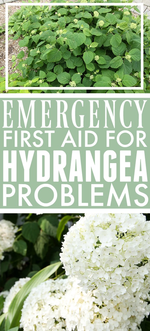 Hydrangea problems are pretty common and the solutions you read about can often seem overly complicated for this plant that's supposed to be easy to grow. Try these emergency first aid tactics first before you go too crazy buying the entire pesticide aisle at the garden centre!