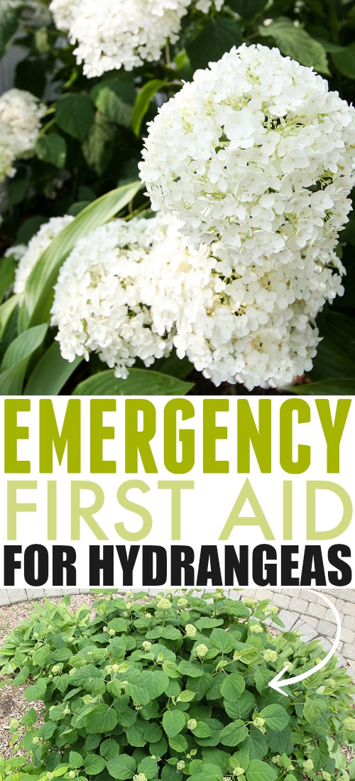 Try these emergency first aid tactics for hydrangea problems first before you go too crazy buying the entire pesticide aisle at the garden centre!