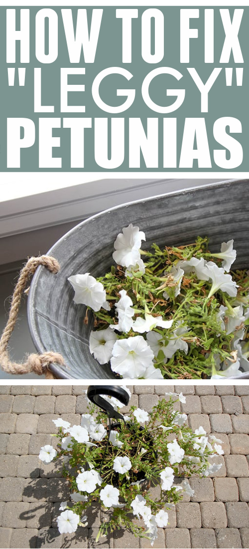 Petunias can be some of the most eye-catching summer flowers, but they can also start to look a little sad as the season wears on. Today I'm sharing what to do to fix leggy petunias so they'll look full and beautiful all summer long!