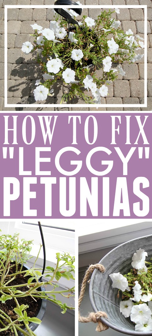 Petunias can be some of the most eye-catching summer flowers, but they can also start to look a little sad as the season wears on. Today I'm sharing what to do to fix leggy petunias so they'll look full and beautiful all summer long!