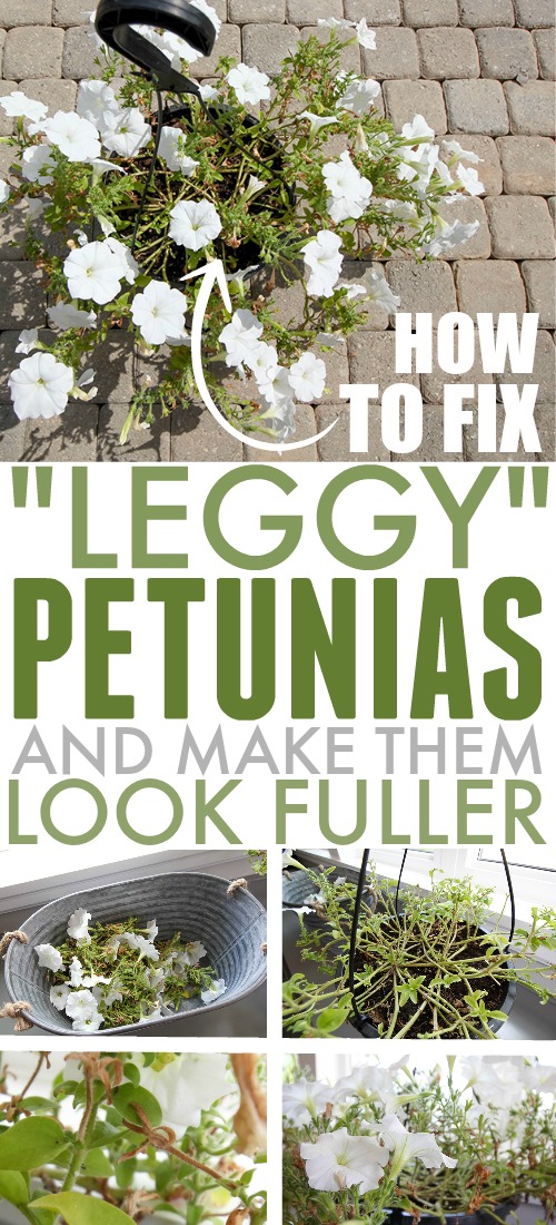 Fixing leggy petunia plants.