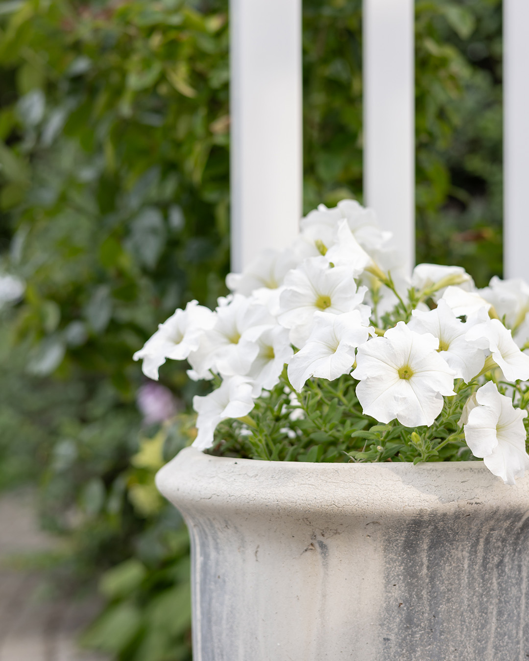 Well-maintained and healthy petunias
