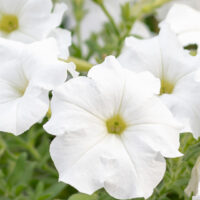 How to Fix Leggy Petunias and Make Them Look Fuller