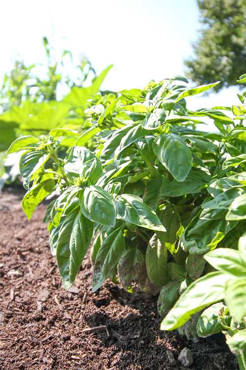 Growing basil can sometimes be surprisingly challenging, as I learned long ago. If you're experiencing unsatisfactory results from your basil, here's the secret to growing basil successfully!