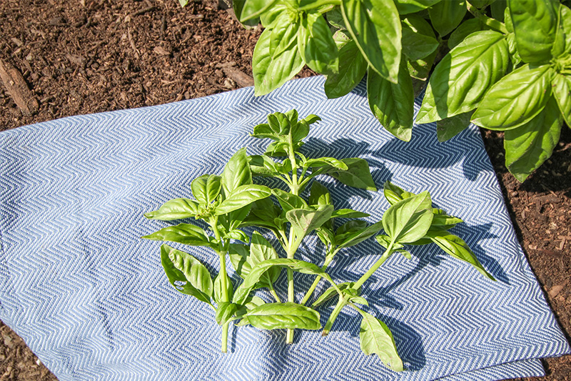 Growing basil can sometimes be surprisingly challenging, as I learned long ago. If you're experiencing unsatisfactory results from your basil, here's the secret to growing basil successfully!