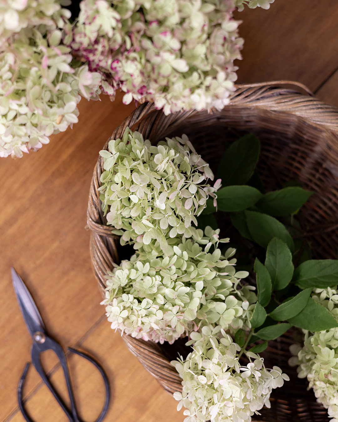 how to dry hydrangeas after cutting them