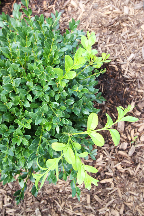 Boxwood hedges are beautiful in almost any type of garden, but they can sometimes be a bit tricky to get started. Here's how to grow boxwoods!