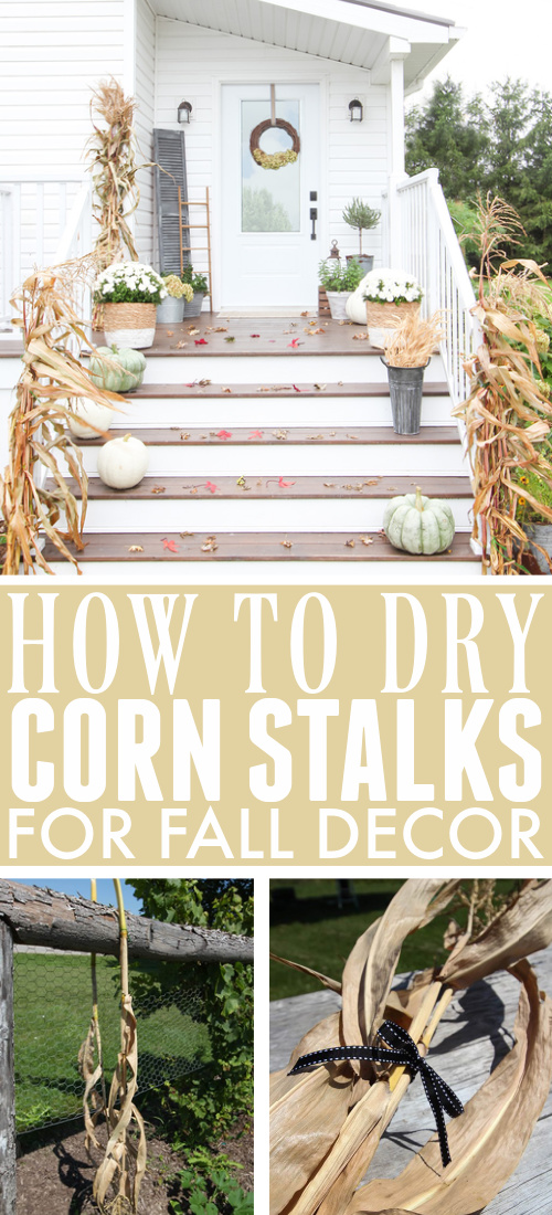 Create your own amazing fall decor with these perfectly dried corn stalks. Here's how to make this classic fall decoration yourself.