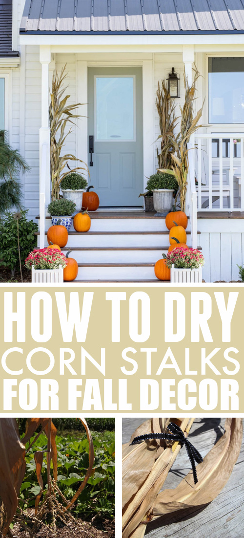 Create your own amazing fall decor with these perfectly dried corn stalks. Here's how to make this classic fall decoration yourself.