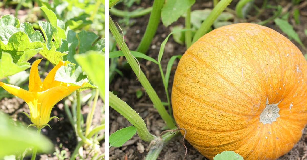 A pumpkin bloom next to an orange pumpkin on a vine.