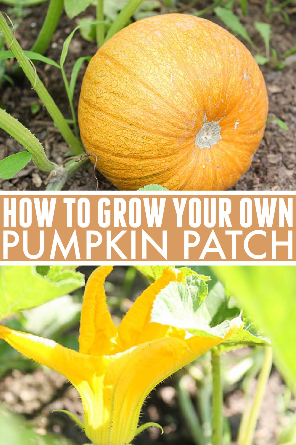 Growing a pumpkin patch: Instructions and growing stages photos.