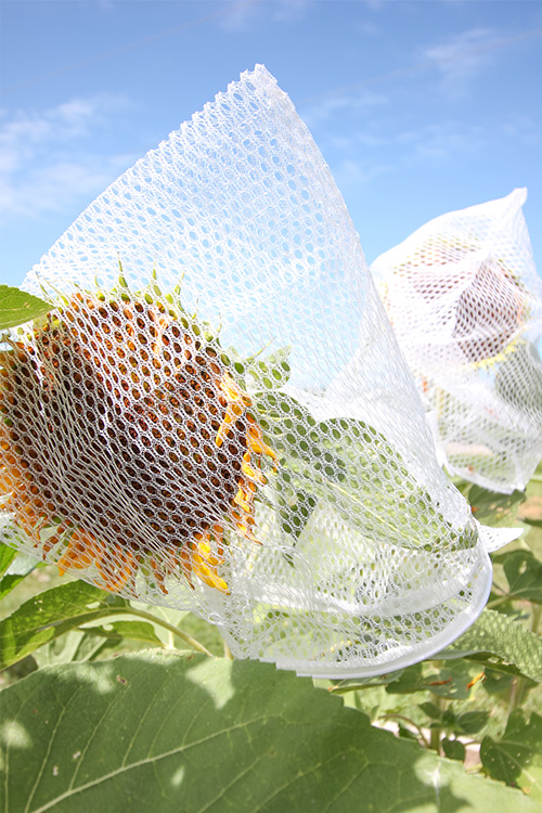 Try this clever sunflower trick to protect sunflowers from birds if the birds are getting to your sunflowers seeds before you do!