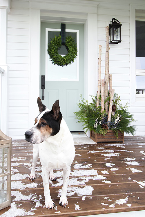 Create your own birch in a box Christmas planter for next to your front door with this easy tutorial! It's the perfect modern farmhouse style decor piece for your Christmas porch!