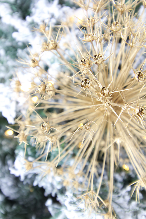 Alliums are spectacular in your garden during the summer months, but they're just as beautiful once they dry in the fall! Here's how to use them to create beautiful dried allium Christmas ornaments that you can use on your tree!