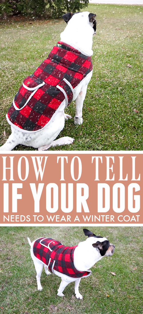 We often think of sweaters and winter coats for dogs as kind of silly and just for show, but the truth is that your dog might need that extra warmth during the winter, just like you do! Here's how to tell if your dog should wear a winter coat.