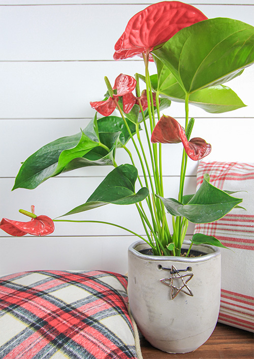 If you don't really love the look of poinsettias, or if you just can't seem to keep one alive, one of these Christmas plant alternatives may be just the thing you're looking for!