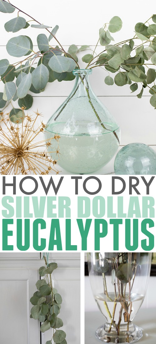 Dry Silver Dollar Eucalyptus