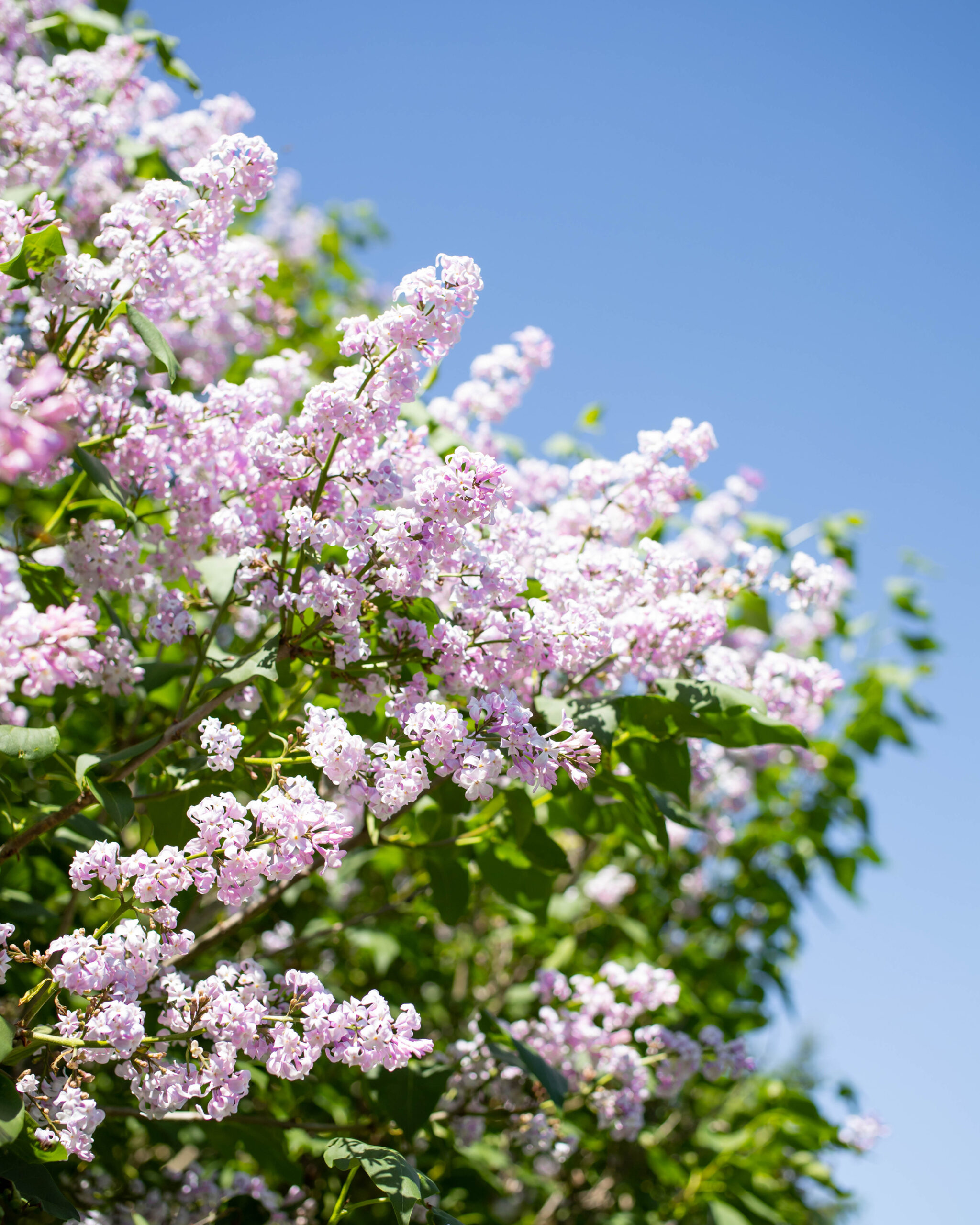 With a few clever tricks, you can keep cut lilacs from wilting so you can enjoy them in your home for longer! Well, for as long as the season lasts at least! :)