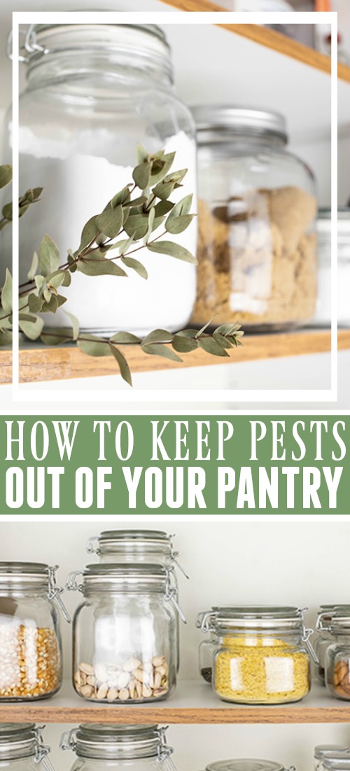 Our pantries are precious commodities right now and a well-stocked pantry can really make meal preparation easier and help you avoid unnecessary trips to the store. Here's how to protect them and keep pests out of the pantry.