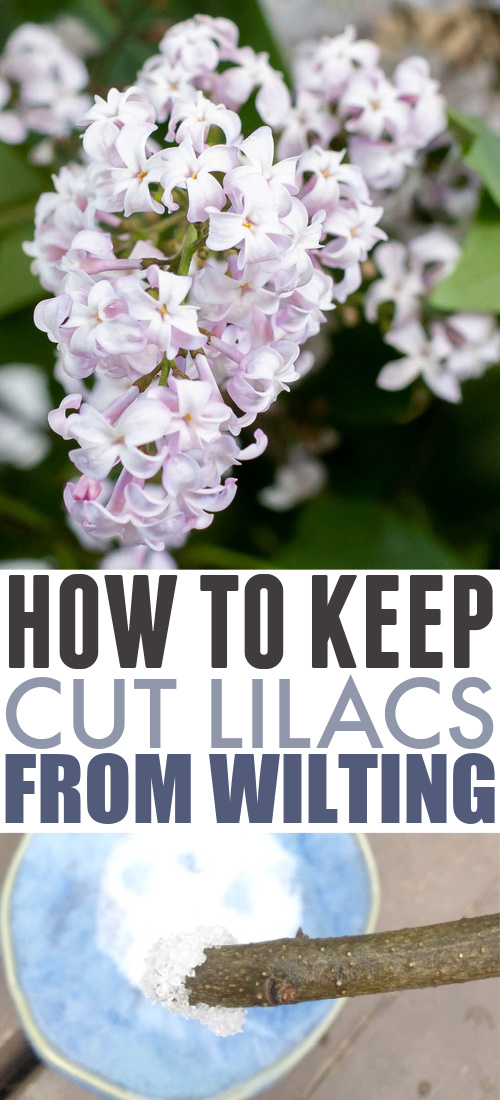 With a few clever tricks, you can keep cut lilacs from wilting so you can enjoy them in your home for longer! Well, for as long as the season lasts at least! :)