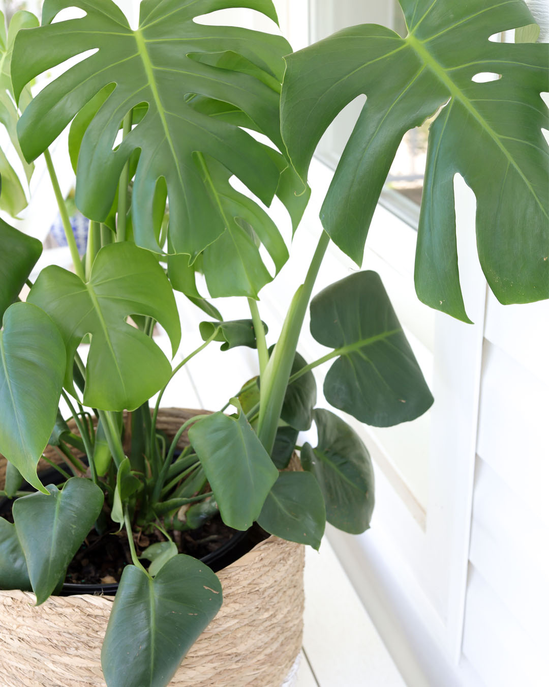You may have heard that it's really easy to propagate monstera plants, but there's a little trick to it that will make all the difference in how successful you are!