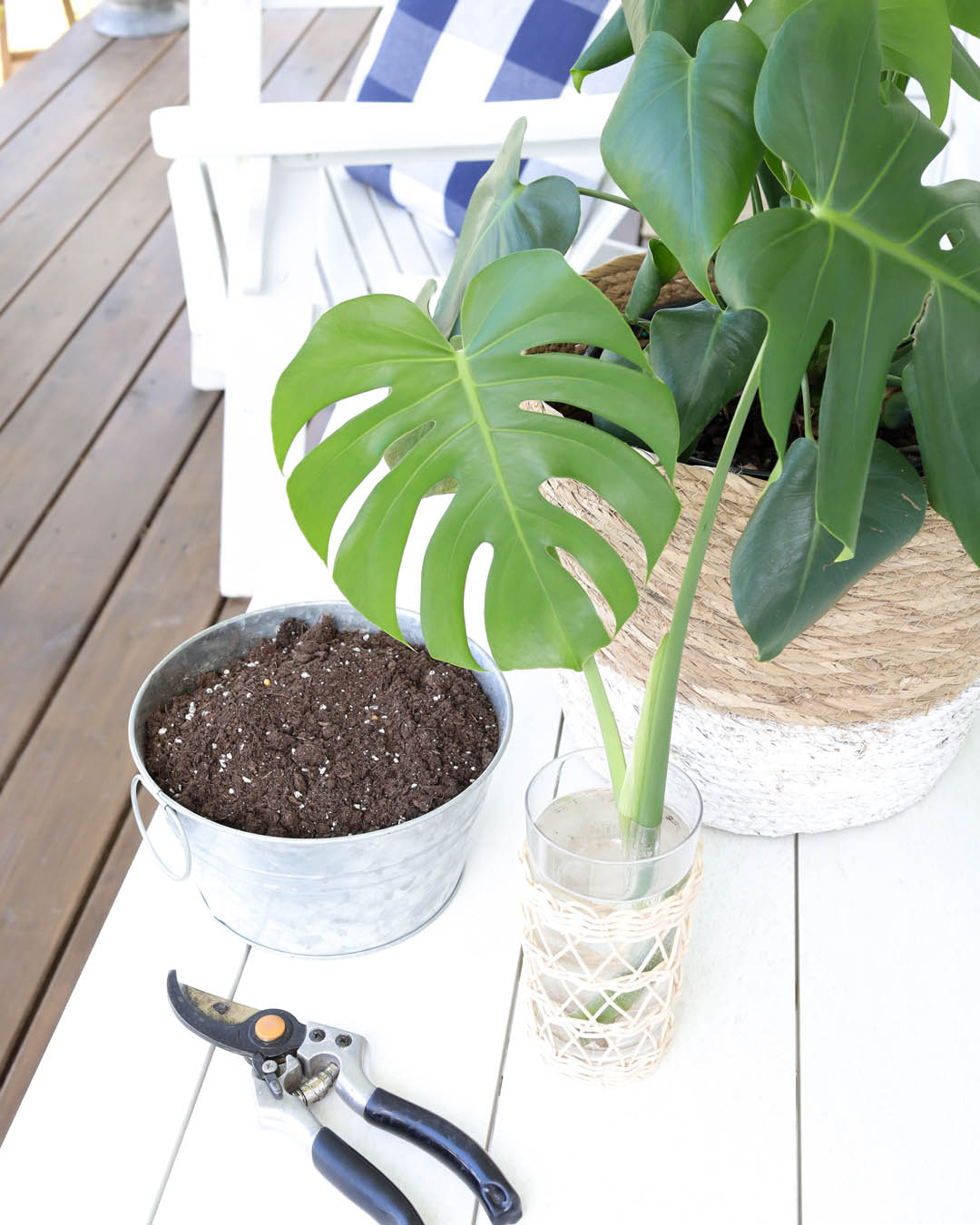 You may have heard that it's really easy to propagate monstera plants, but there's a little trick to it that will make all the difference in how successful you are!