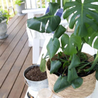 How to Propagate Monstera Plants