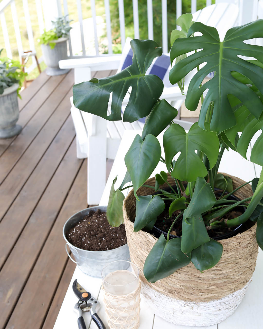 You my have heard that it's really easy to propagate monstera plants, but there's a little trick to it that will make all the difference in how successful you are!
