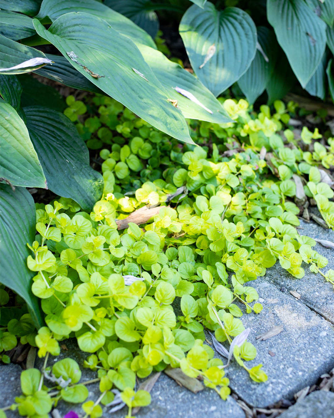 Today I'll be sharing my tips for how to grow Creeping Jenny, one of my favourite plants for brightening up dull or dark spots in the garden!